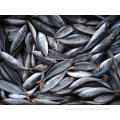 Nova temporada BQF Horse Mackerel Trachurus japonicus peixe